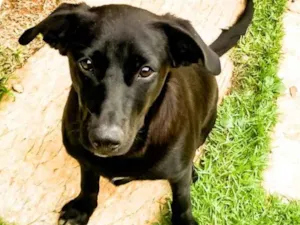 Cachorro raça SRD idade 2 a 6 meses nome Cacau