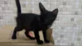 Pipoca