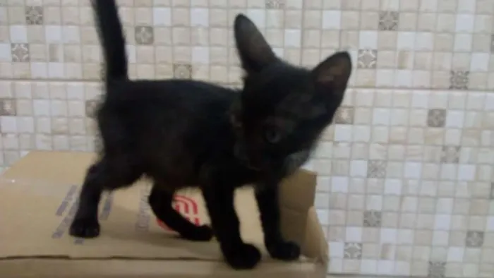 Gato ra a SRD idade 2 a 6 meses nome Pipoca