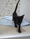 Pipoca