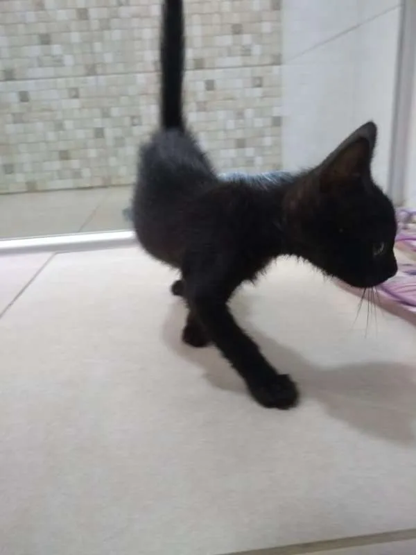 Gato ra a SRD idade 2 a 6 meses nome Pipoca