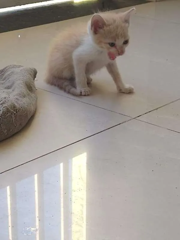 Gato ra a SRD idade 2 a 6 meses nome Bubu