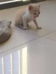 Bubu