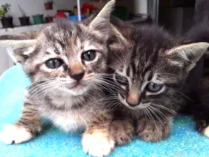 Gato raça Mistura idade 2 a 6 meses nome Sem Nome