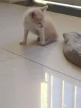 Bubu