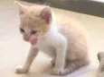 Bubu