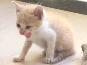 Gato raça SRD idade 2 a 6 meses nome Bubu