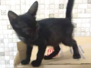 Gato raça SRD idade 2 a 6 meses nome Pipoca