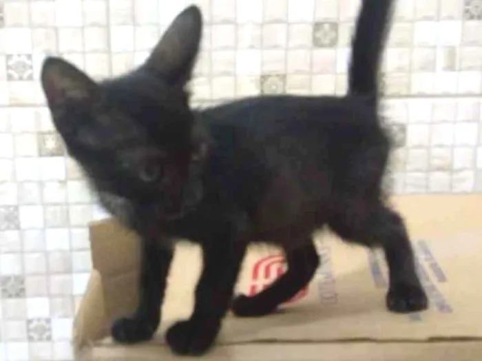 Gato ra a SRD idade 2 a 6 meses nome Pipoca