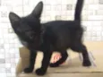 Pipoca