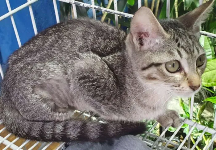 Gato ra a SRD idade 2 a 6 meses nome TSUNADE