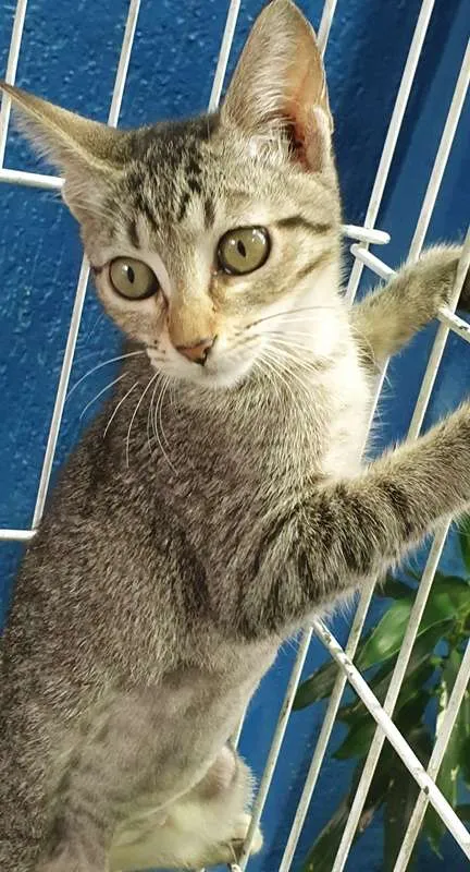 Gato ra a SRD idade 2 a 6 meses nome TSUNADE