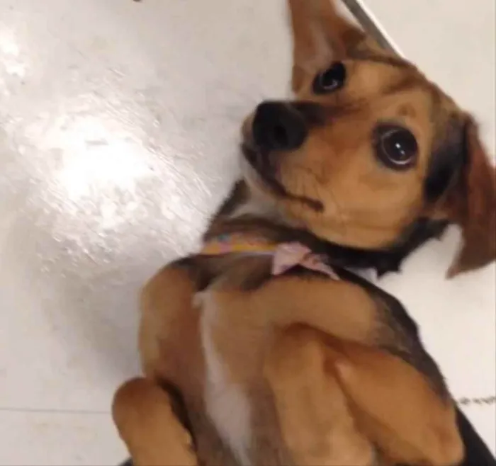 Cachorro ra a Srd idade 1 ano nome Foxy 