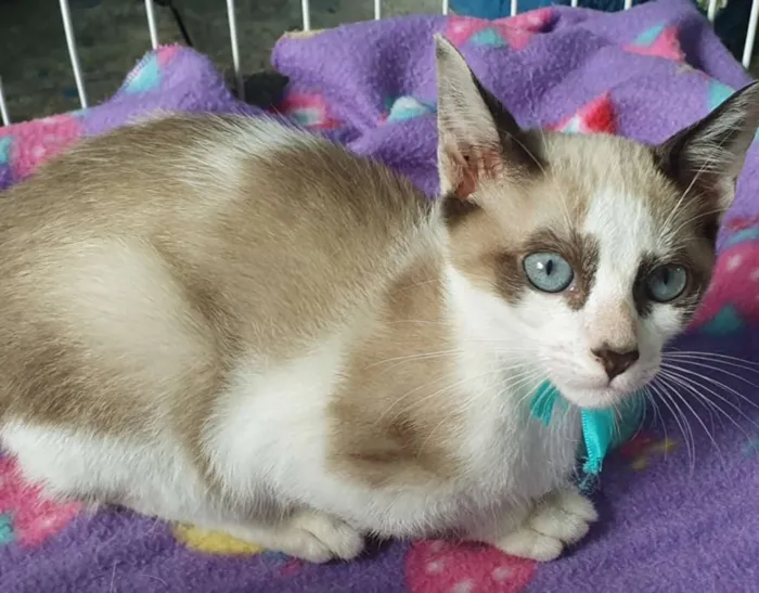Gato ra a SRD idade 2 a 6 meses nome CLAUDINHO MIX
