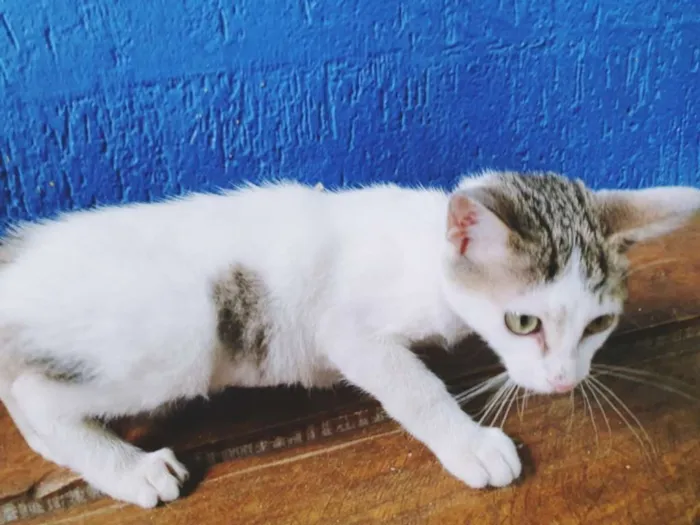 Gato ra a SRD idade  nome FLAVIANA 