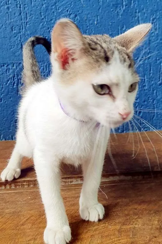 Gato ra a SRD idade  nome FLAVIANA 