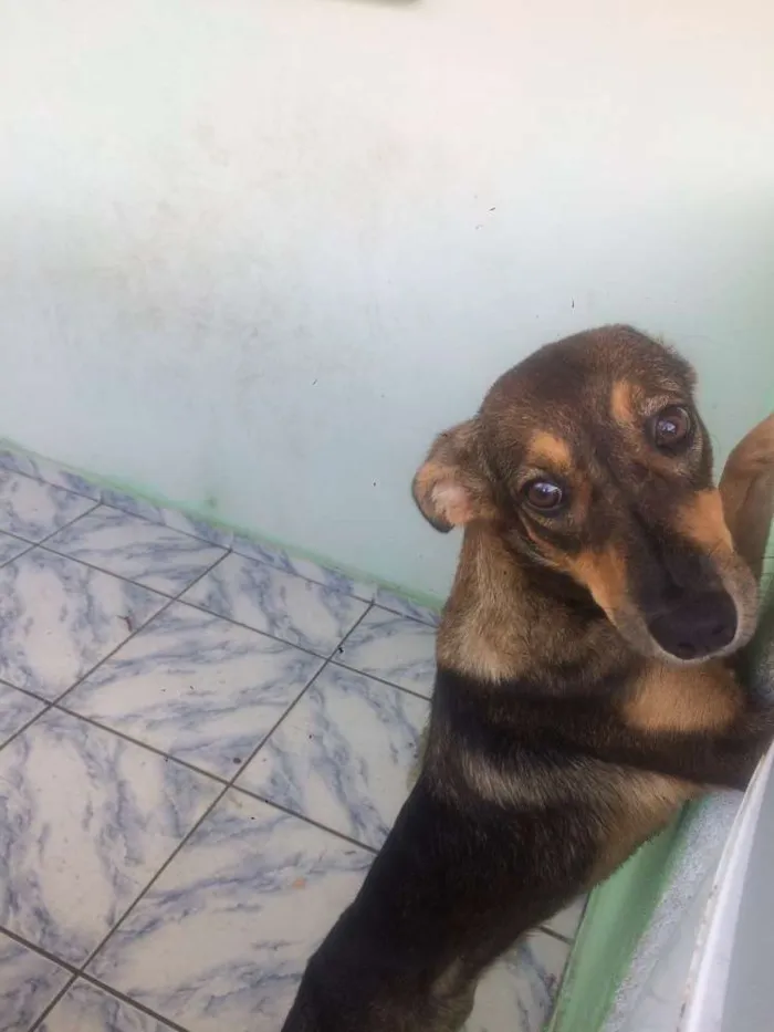 Cachorro ra a Vira-lata  idade 7 a 11 meses nome Madalena