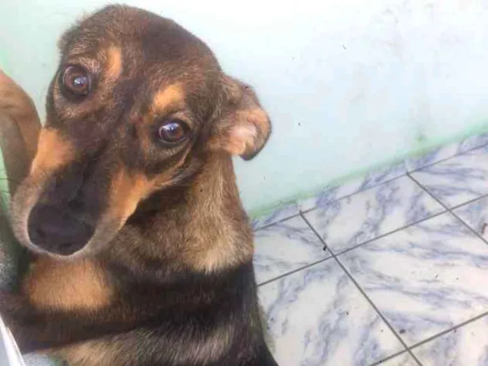 Cachorro ra a Vira-lata  idade 7 a 11 meses nome Madalena