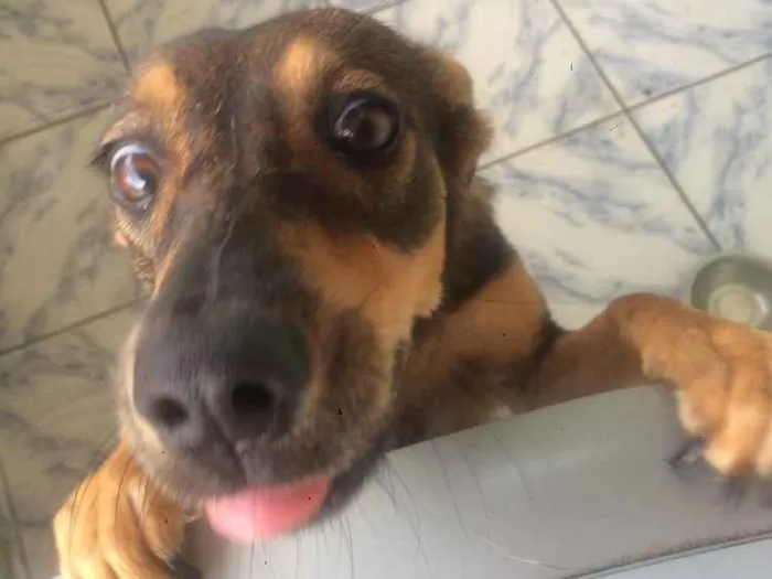 Cachorro ra a Vira-lata  idade 7 a 11 meses nome Madalena