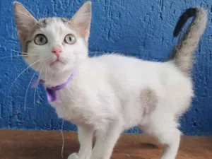 Gato raça SRD idade  nome FLAVIANA 