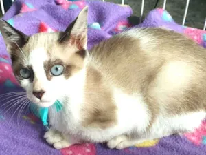 Gato raça SRD idade 2 a 6 meses nome CLAUDINHO MIX