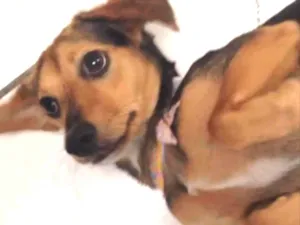 Cachorro raça Srd idade 1 ano nome Foxy 