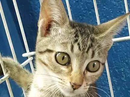 Gato ra a SRD idade 2 a 6 meses nome TSUNADE