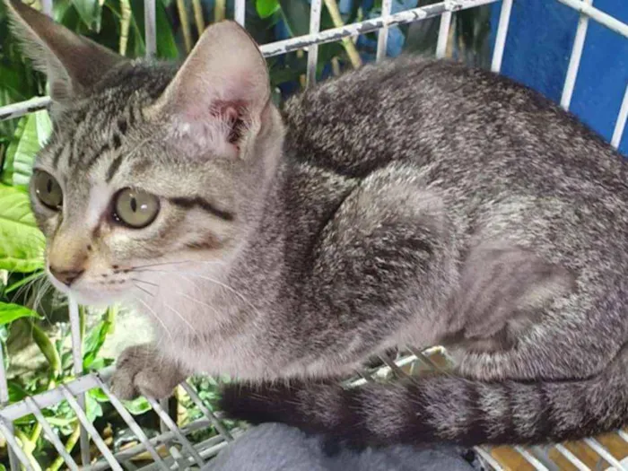 Gato ra a SRD idade 2 a 6 meses nome TSUNADE