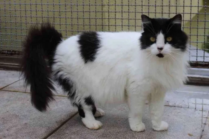 Gato ra a Frajola idade 5 anos nome Matilda