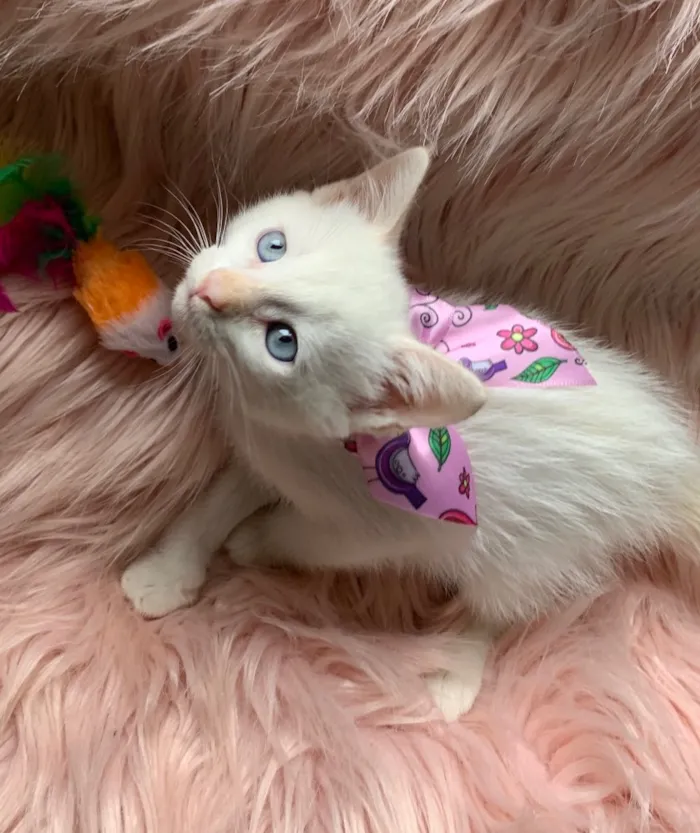 Gato ra a SRD idade 2 a 6 meses nome BLANCHE