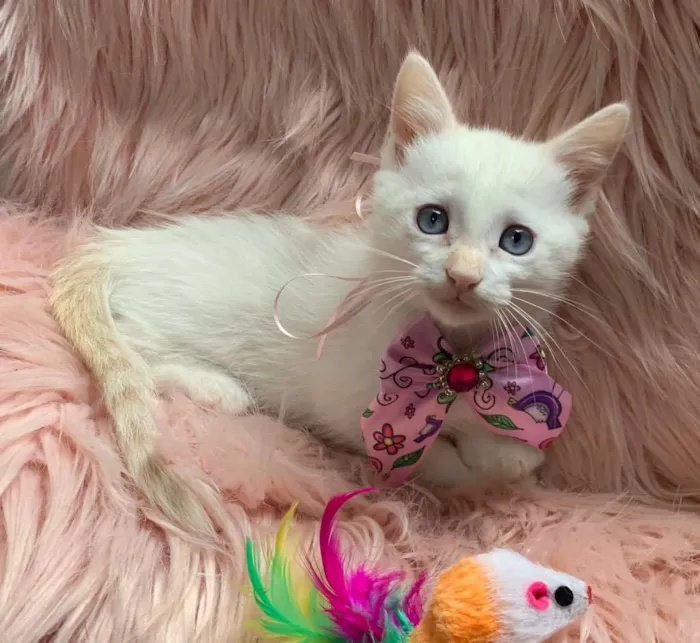Gato ra a SRD idade 2 a 6 meses nome BLANCHE