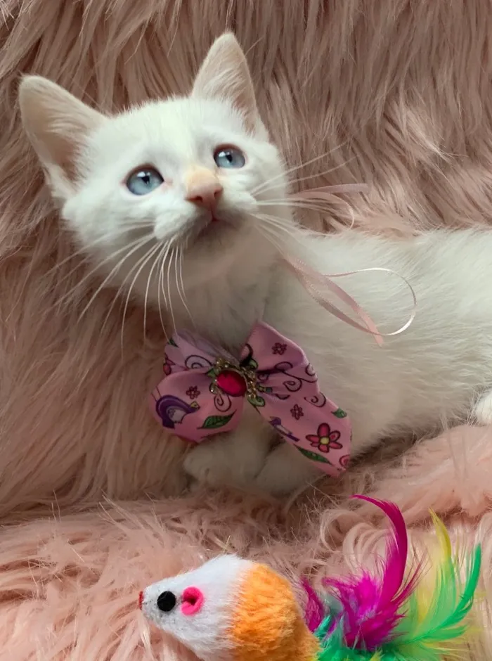 Gato ra a SRD idade 2 a 6 meses nome BLANCHE
