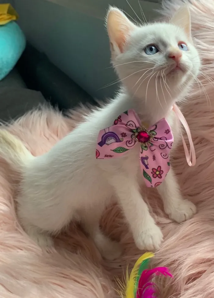 Gato ra a SRD idade 2 a 6 meses nome BLANCHE