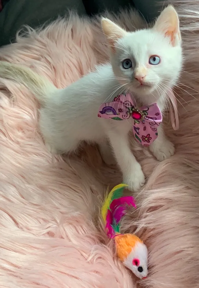 Gato ra a SRD idade 2 a 6 meses nome BLANCHE