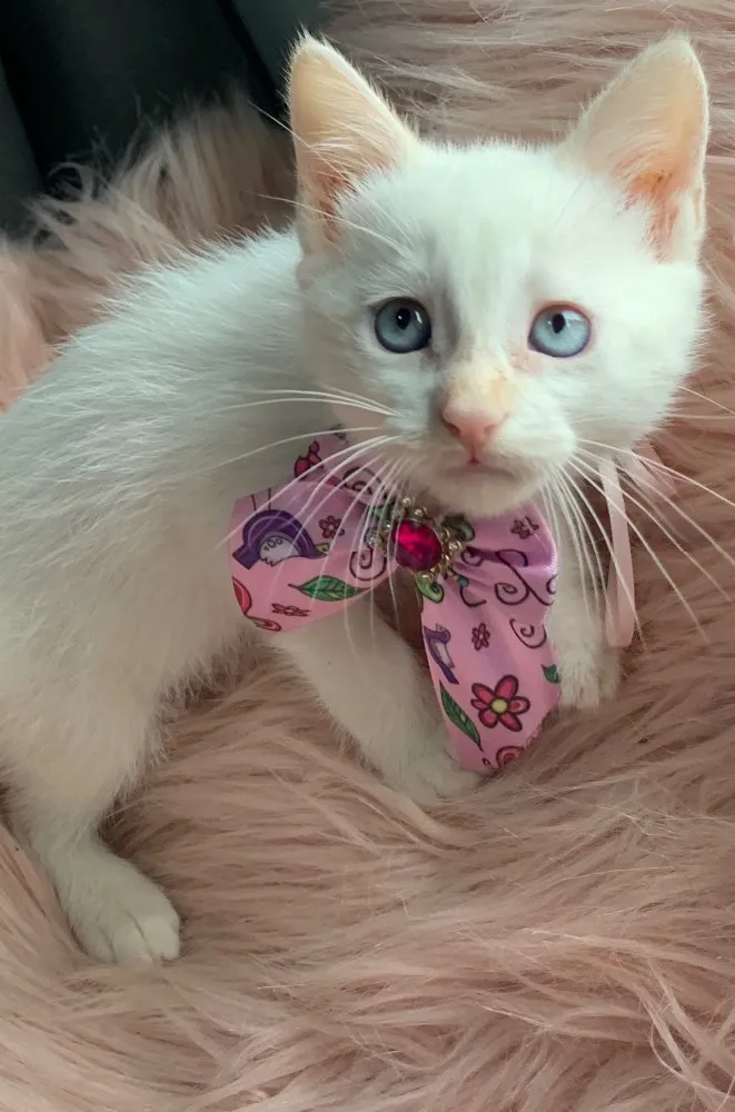 Gato ra a SRD idade 2 a 6 meses nome BLANCHE