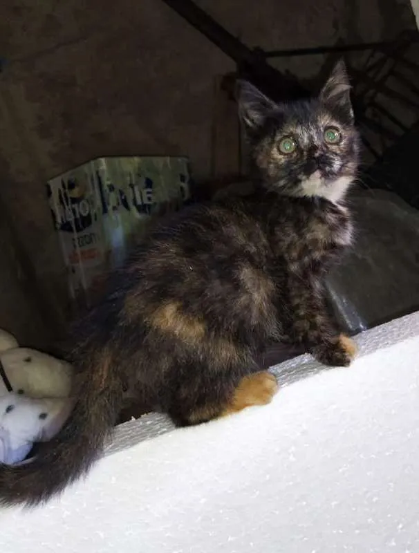 Gato ra a Não sei rs idade 2 a 6 meses nome Não tem