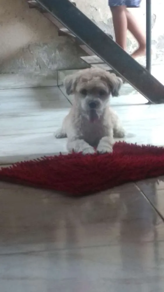 Cachorro raça Poodle idade 2 anos nome Hachi