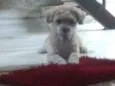 Hachi