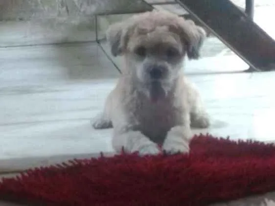 Cachorro raça Poodle idade 2 anos nome Hachi