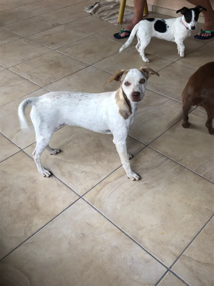 Cachorro ra a Vira lata idade 2 a 6 meses nome Sem nome