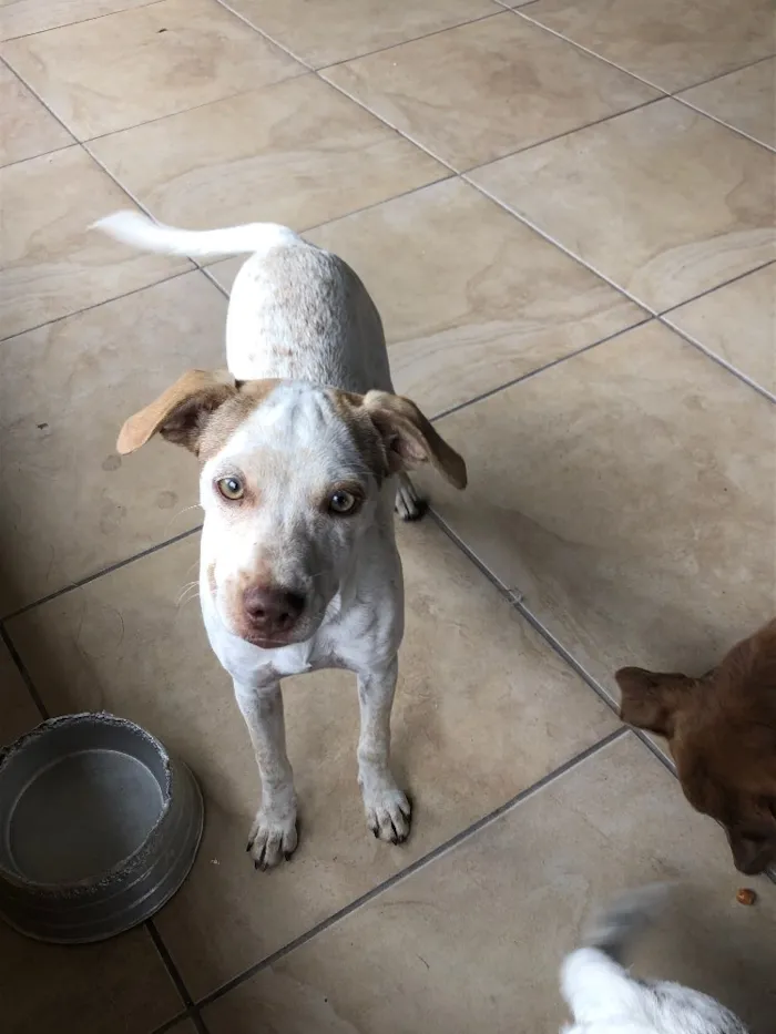 Cachorro ra a Vira lata idade 2 a 6 meses nome Sem nome