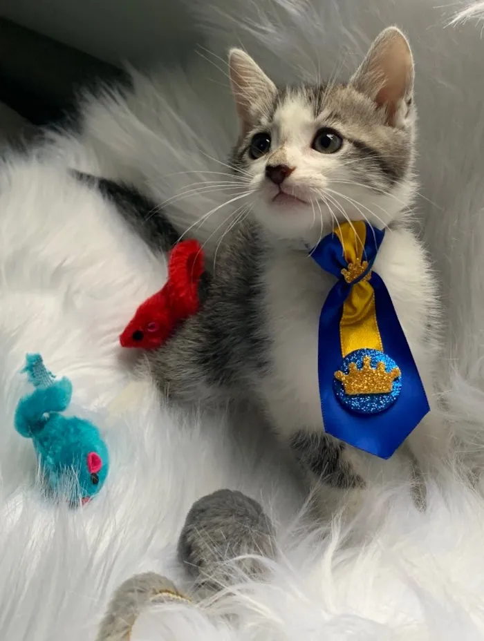 Gato ra a SRD idade 2 a 6 meses nome CHANTILLY