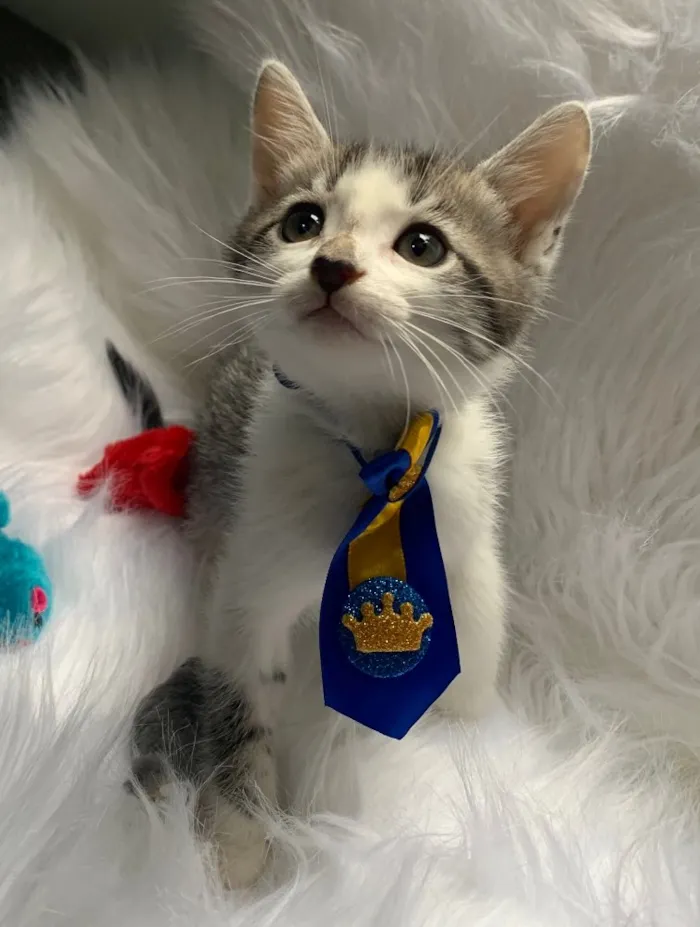 Gato ra a SRD idade 2 a 6 meses nome CHANTILLY