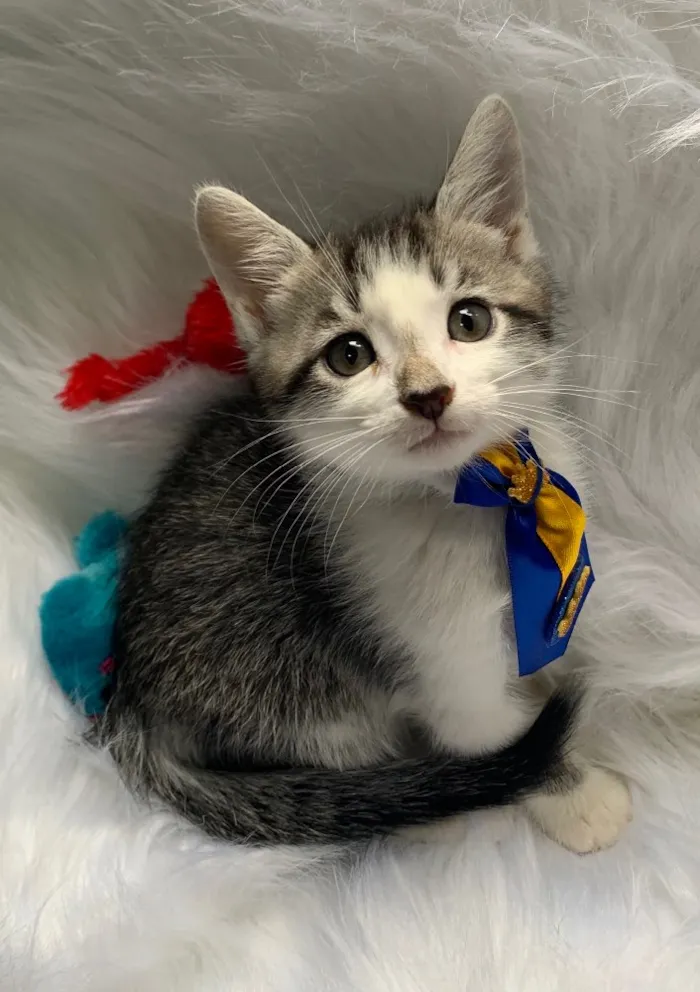 Gato ra a SRD idade 2 a 6 meses nome CHANTILLY