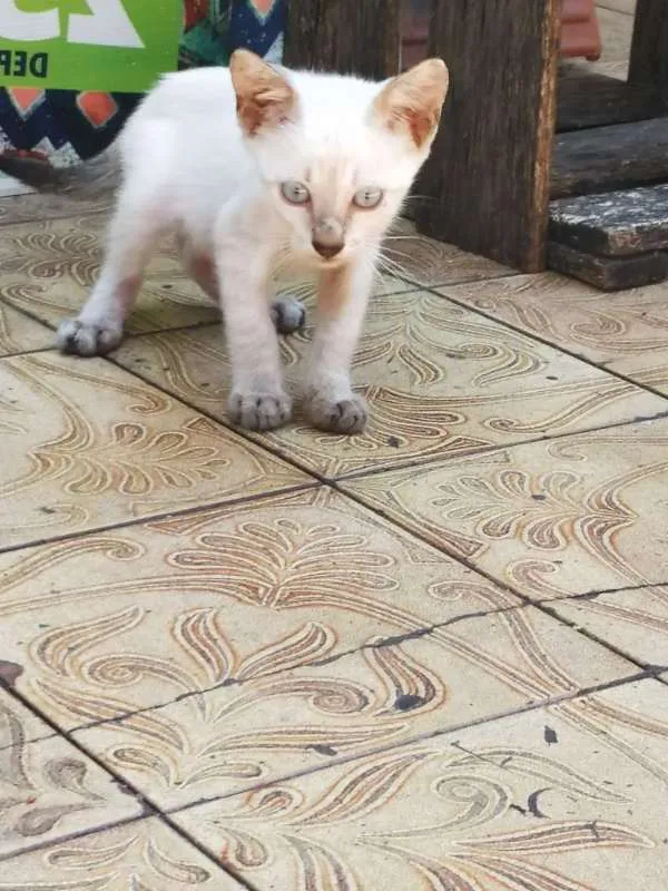 Gato raça sem raça definida idade 2 a 6 meses nome Sem nome