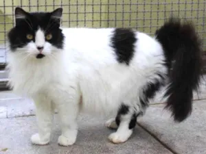 Gato raça Frajola idade 5 anos nome Matilda