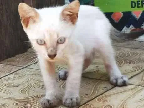 Gato raça sem raça definida idade 2 a 6 meses nome Sem nome