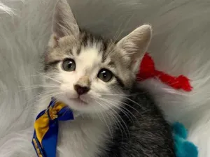 Gato raça SRD idade 2 a 6 meses nome CHANTILLY
