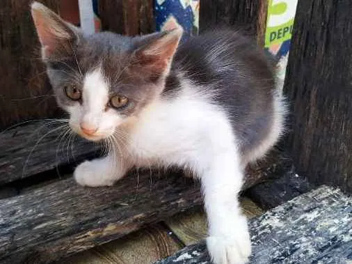 Gato ra a sem raça definida idade 2 a 6 meses nome Sem nome