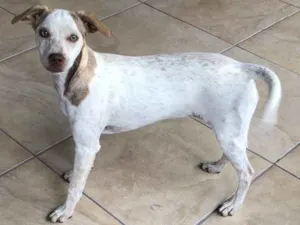 Cachorro raça Vira lata idade 2 a 6 meses nome Sem nome